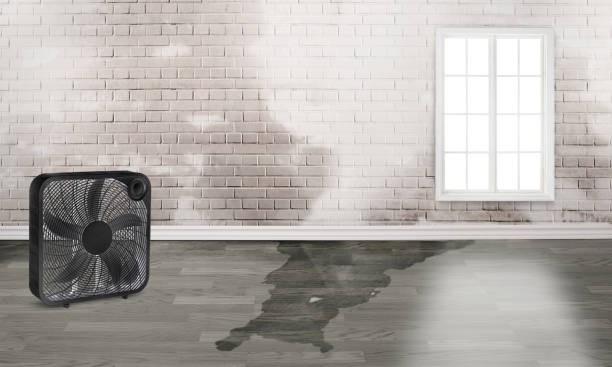 Best 24/7 water damage repair  in , HI